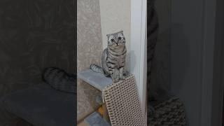 Melisa️#shortvideo #cat #pets #юмор #shorts #short