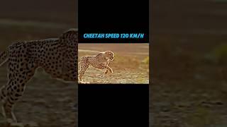 the fastest living creature on land #trending #animals #creature #wildlife #cheetah #gazelle #shorts