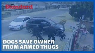 Valorous dogs save their owner from armed robbers