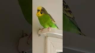 Budgie Berry was making angry sound after Kiwi refuse to play with him