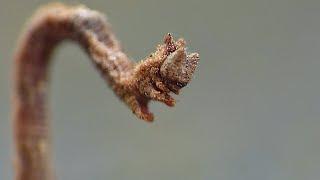 Inchworm / Geometer Moth - Macro Videography - Panasonic Lumix + Raynox DCR-250 - Macro Shots