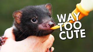 Tasmania's Most Dangerous Creature Is Also The Cutest