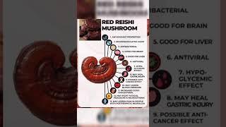 Top health benefits of Ganoderma lucidum#shorts  #shortvideo #dxn #healthtips #healthyfood