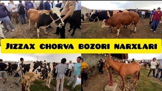 JIZZAX OSIYO MOL QO'Y BOZORI NARXLARI ЖИЗЗАХ ОСИО ЧОРВА МОЛ БОЗОРИ НАРХЛАРИ 18.08.24 #жиззах #ozod