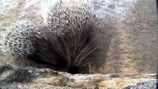 Stachelschweine im Tierpark Chemnitz [HD]