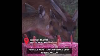 Animals feast on Christmas gifts in Belgian zoo