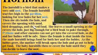 Let's Explore The Jungle With Buzzy The Knowledge Bug Full Walkthrough