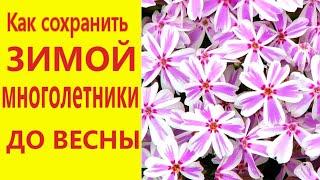 КАК СОХРАНИТЬ ЗИМОЙ САДОВЫЕ МНОГОЛЕТНИЕ ЦВЕТЫ дома и в подвале/Как сохранить хризантемы,ирисы,флоксы