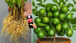 Propagating lemon with banana and coca cola combined for super fast rooting