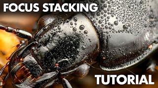 Focus Stacking in Macro Photography – Beginner Tutorial