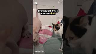 A cat biting a sphynx cat #Shorts #Cats