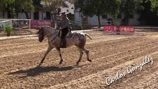 Manuel Aranda Peral & Cobalto P  Doma