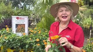 Crossandra Fireglow @alloragardensnursery7434