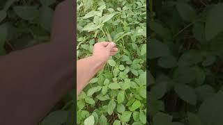 organic no till soy 20.07