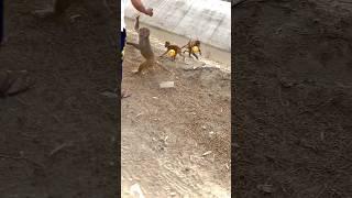 Monkey | bandar | bandar video #trending