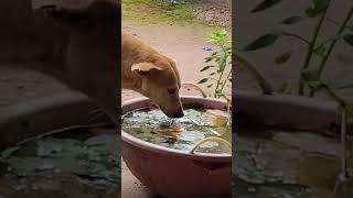 Любовь к собакам в Гоа такая, что пьют воду из искусственного болота прямо на глазах у всех).