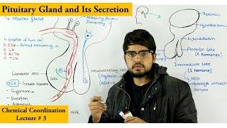 Pituitary Gland and its hormones