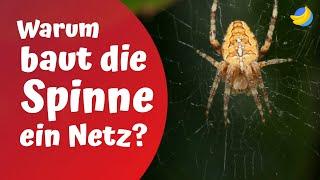 Warum baut die Spinne ein Netz?️| Die kuriosesten Kinderfragen