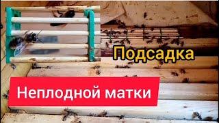 Подсадка неплодной матки в пчелосемью