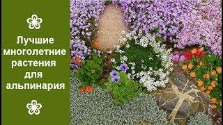  Лучшие многолетние растения для альпинария