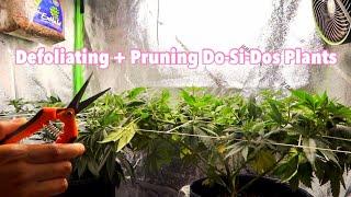 Defoliating + Pruning Before Flipping To Flower  Do-Si-Dos | Cannabis Grow