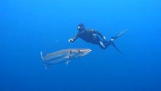 Does Barracuda Lake REALLY have barracudas?