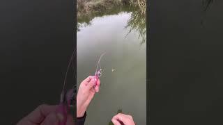 #It's real tiny fishing! Not Ai!#FishingLife#microfishing#microfishingrod#tinyfishing#tinyfishingrod