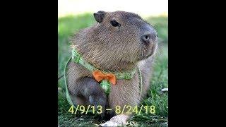 What Happened to JoeJoe the Capybara