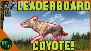 The BIGGEST COYOTE I've Ever Seen!! TheHunter Classic 2019