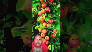 Mango Fruit in song new ali funda alifunda new song trendi viral #shorts #trending #shortfeed #video