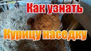 Как узнать курицу наседку | Жизнь в селе