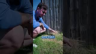 What is Thatch in Your Lawn?