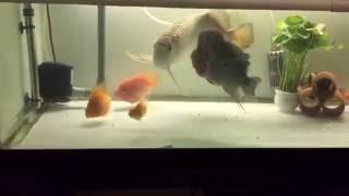 [HD] ASIAN AROWANA VS. FLOWERHORN FIGHT (EPIC BATTLE OF MONSTERS)