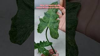 Repotting A Philodendron Fiddle Lime in Leca for Better Growth - Philodendron Plant Care