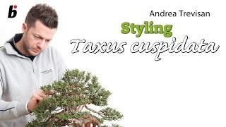 Taxus cuspidata - Andrea Trevisan (IT) - Bonsai Focus #4 - 2012