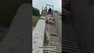 herd the piglets into the pen