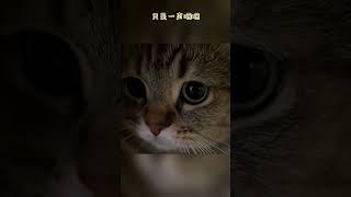 Funny Dogs And Cats Videos 2023    Best Animal Videos Of The Month  19