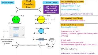 Transport in Thick Ascending Limb. Chapter 28 part 4. Guyton and Hall Physiology.