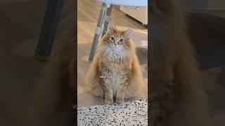 Freshly brushed and looking sharp  #cat #cutecat #cuteanimal #pet #cutepet #catvideos #animal #cute