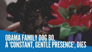 Obama family dog Bo, a 'constant, gentle presence,' dies