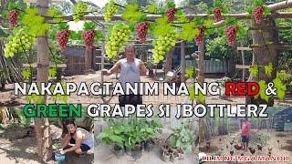 Nakapagtanim na ng RED & GREEN Grapes si JBOTTLERZ