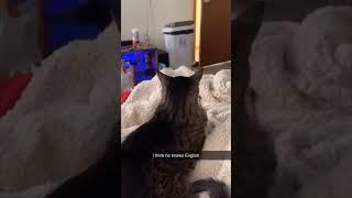 The cat knew to sass back - #funny #videos #memes #webms #shorts