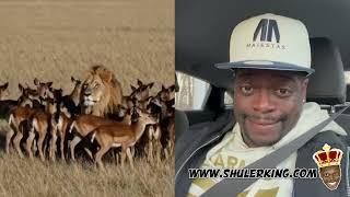 Shuler King - This Lion Is Vegan