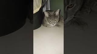 Одно из любимых мест котэ