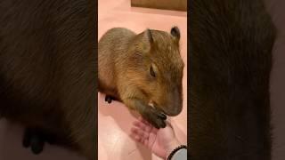 [Animals vlog] #capybara #水豚 #masbro shaking hands ｜Moff Animal Cafe Lalaport Fukuoka