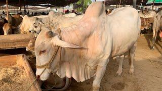 "2025 Ka King Bail! Maveshi Mandi Ka Asli Sikandar  | Dekho Qurbani Ka Sabse Bara Janwar ️"