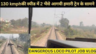 LOCO PILOT SAVE BUFFALO ACCIDENT FROM HIGH SPEED TRAIN