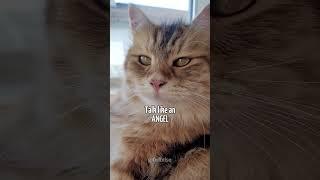Not sure if he's a CAT or a devil  #shorts #cats #funnycats #siberiancat #catvideos