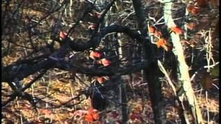 Ultimate Whitetail Season 2   1996