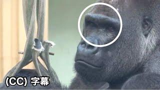 Worried about Momotaro's eyes . Gorilla｜Momotaro family